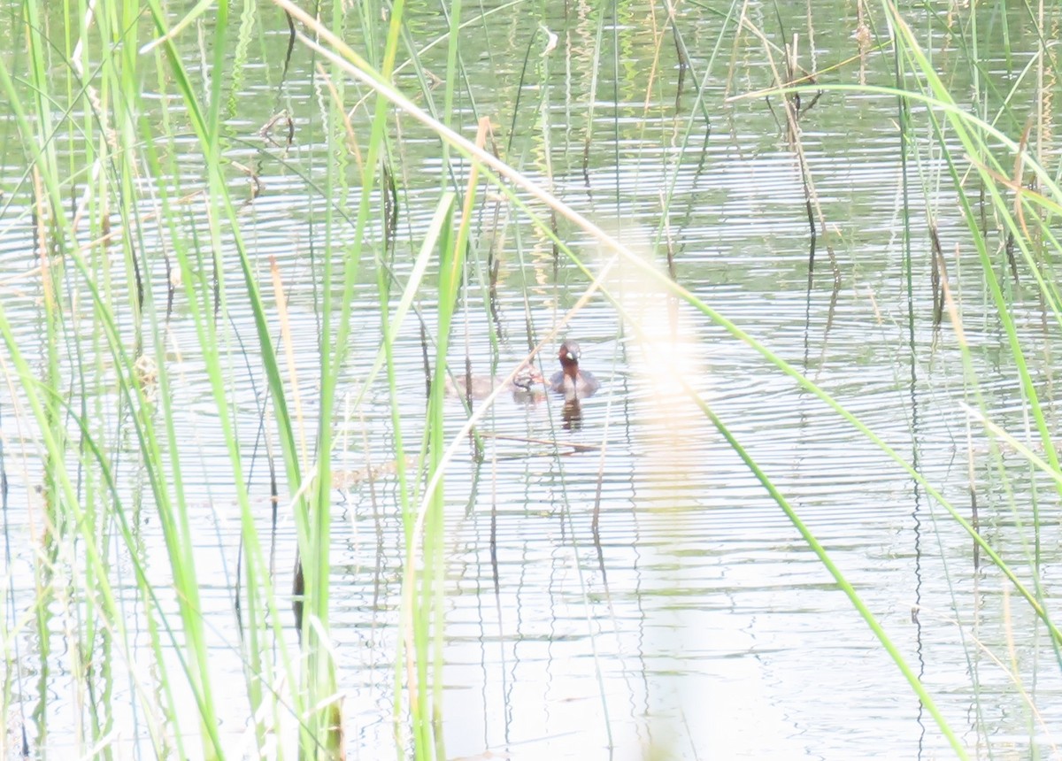 Little Grebe - ML562111091