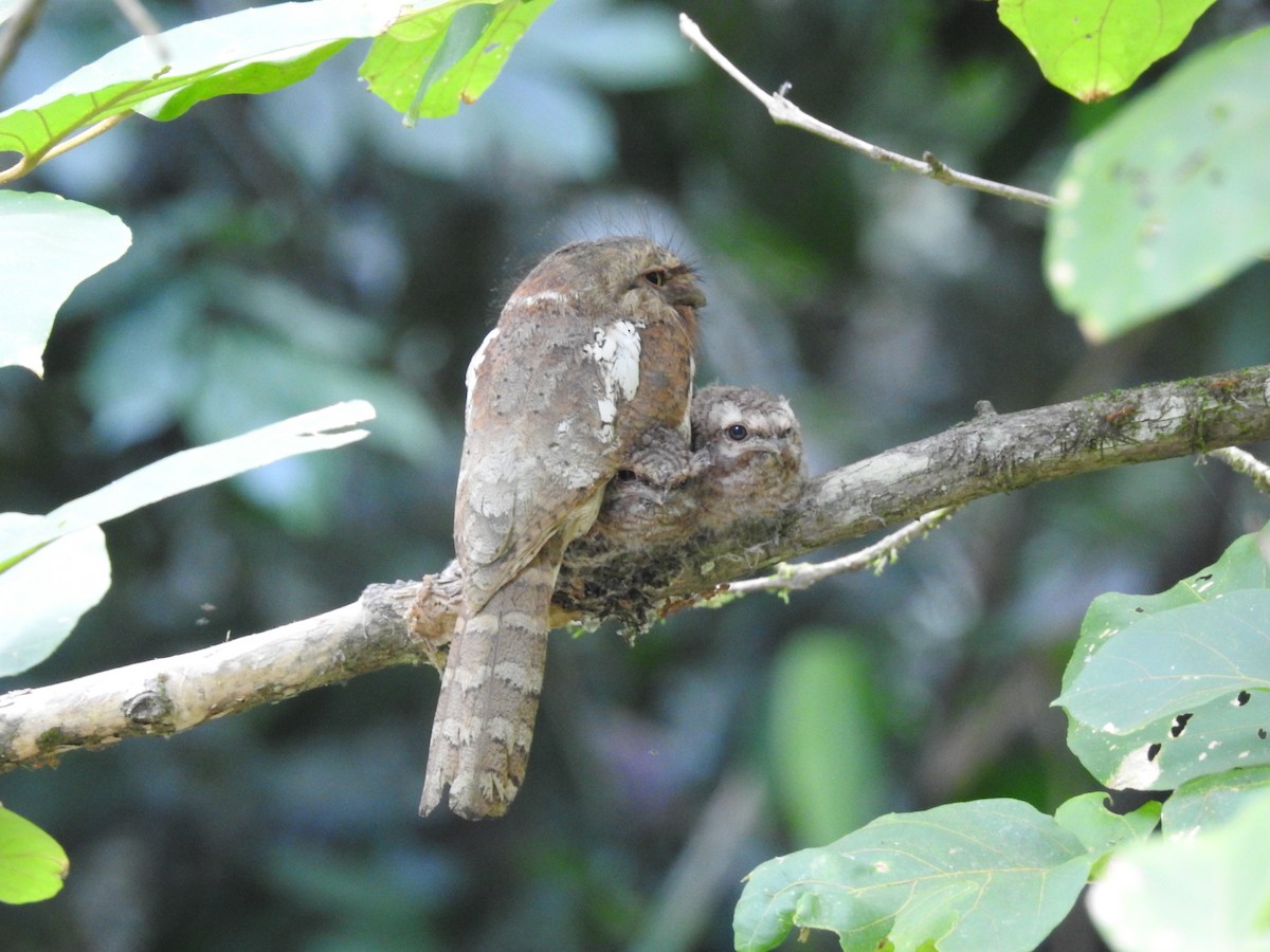 Blyth's Frogmouth (Indochinese) - ML562111201