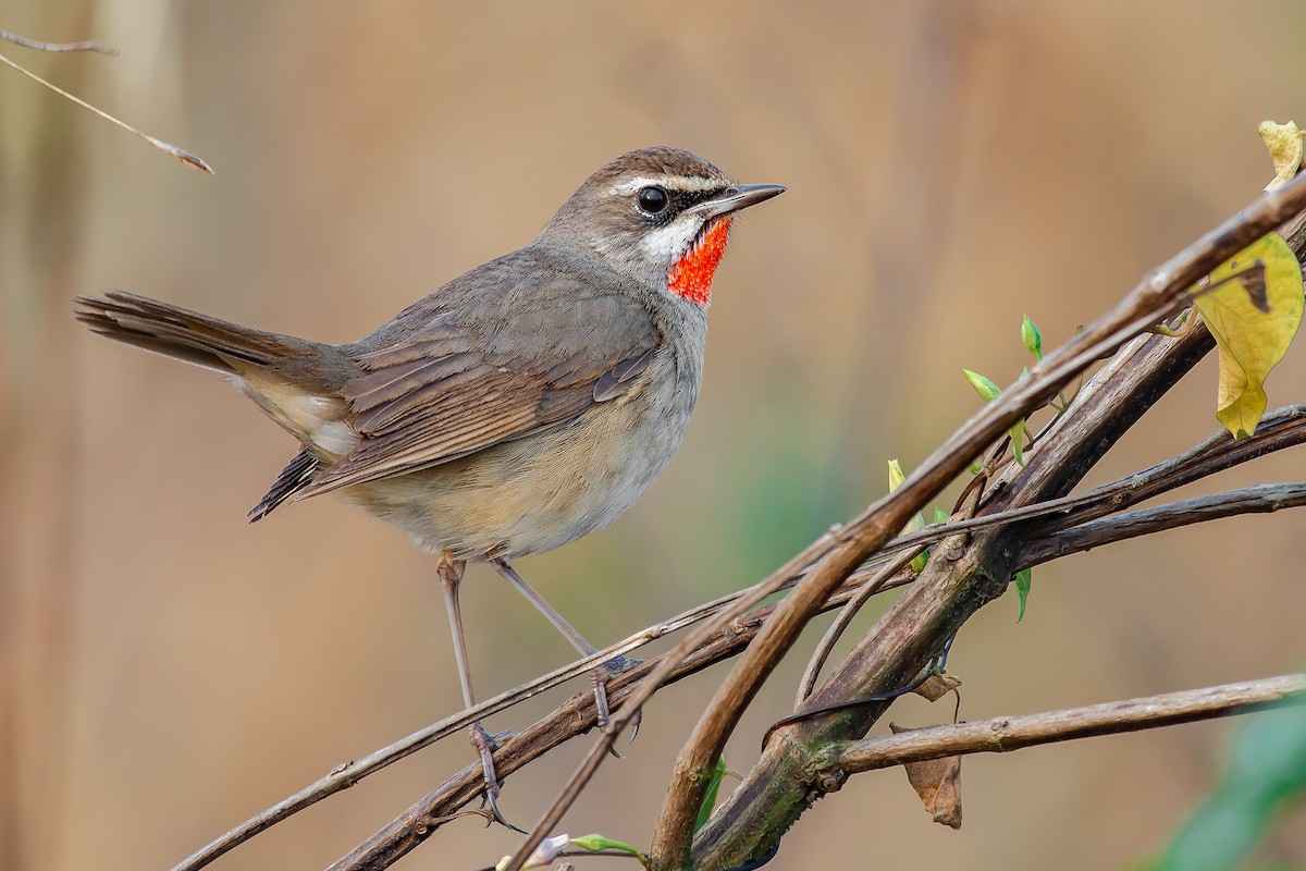 Siberian Rubythroat - Natthaphat Chotjuckdikul