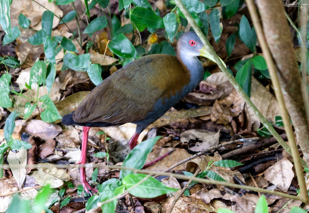 Slaty-breasted Wood-Rail - ML562111481