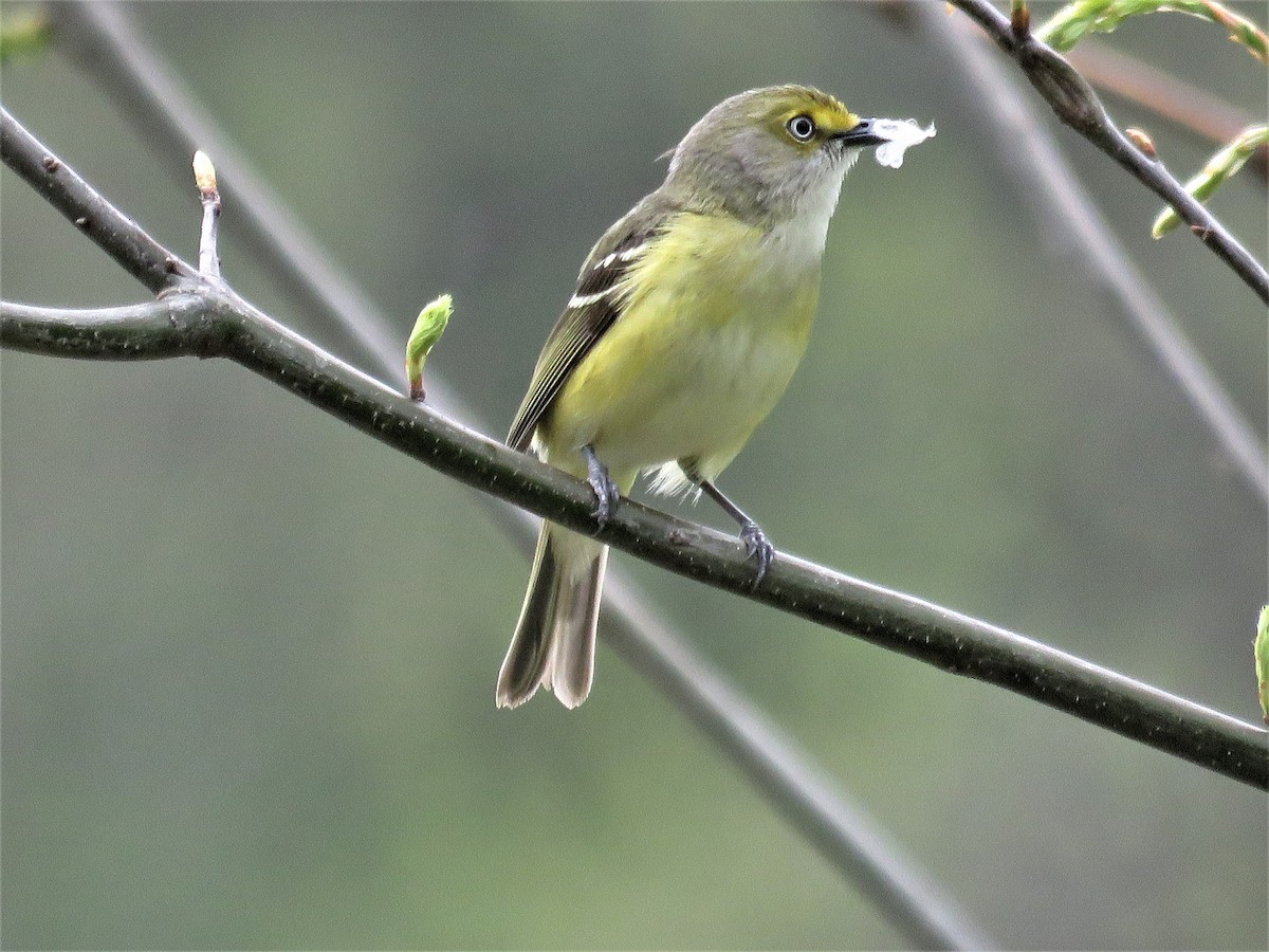 White-eyed Vireo - ML56211151