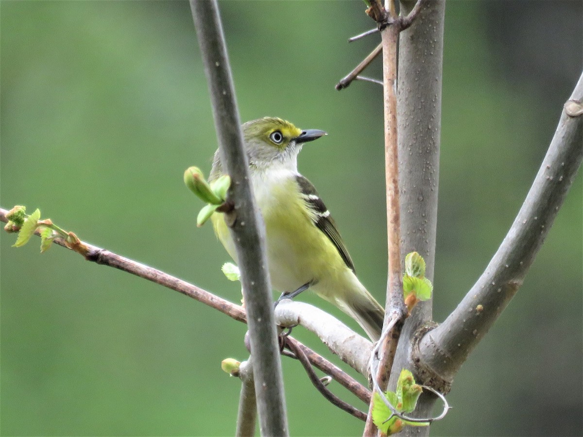 White-eyed Vireo - ML56211161