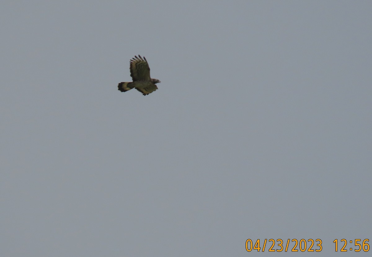 Oriental Honey-buzzard - ML562112061