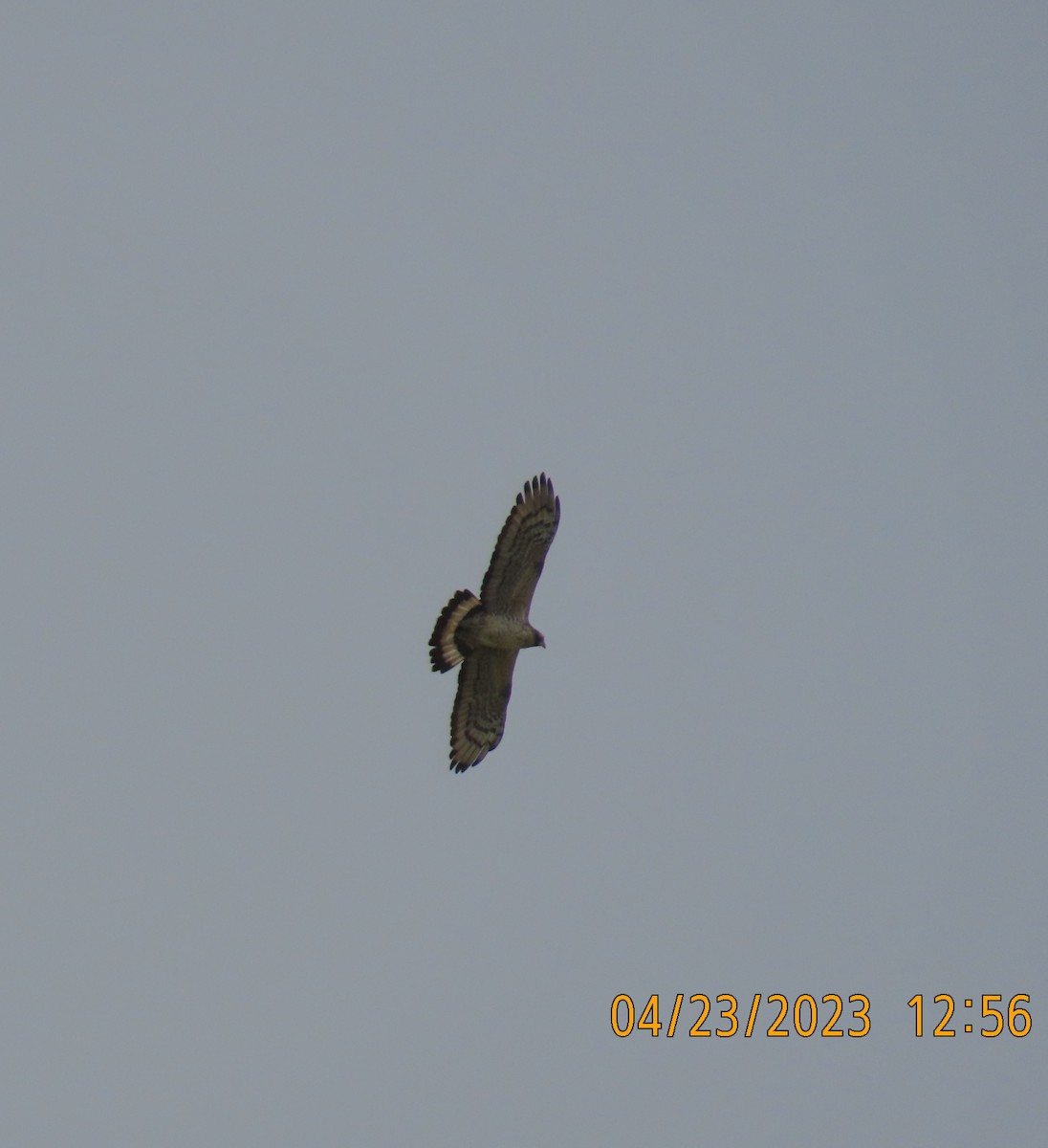 Oriental Honey-buzzard - ML562112071