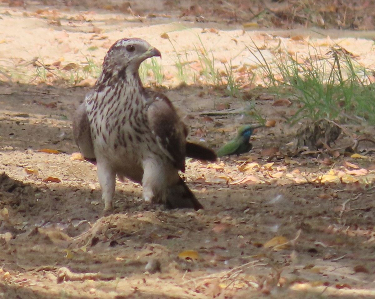 Oriental Honey-buzzard - ML562112081