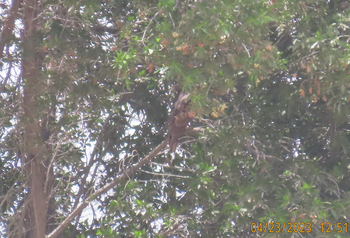 Oriental Honey-buzzard - ML562112091