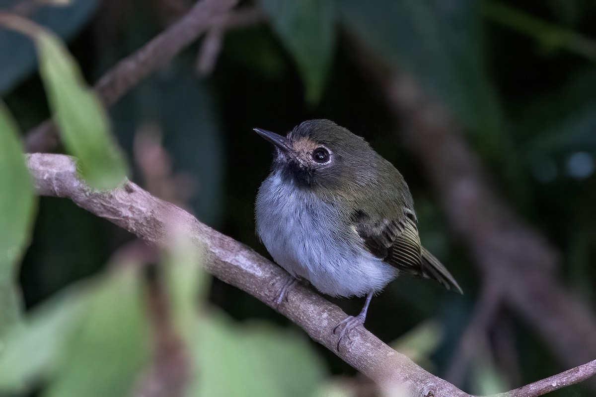 Black-throated Tody-Tyrant - Niall D Perrins