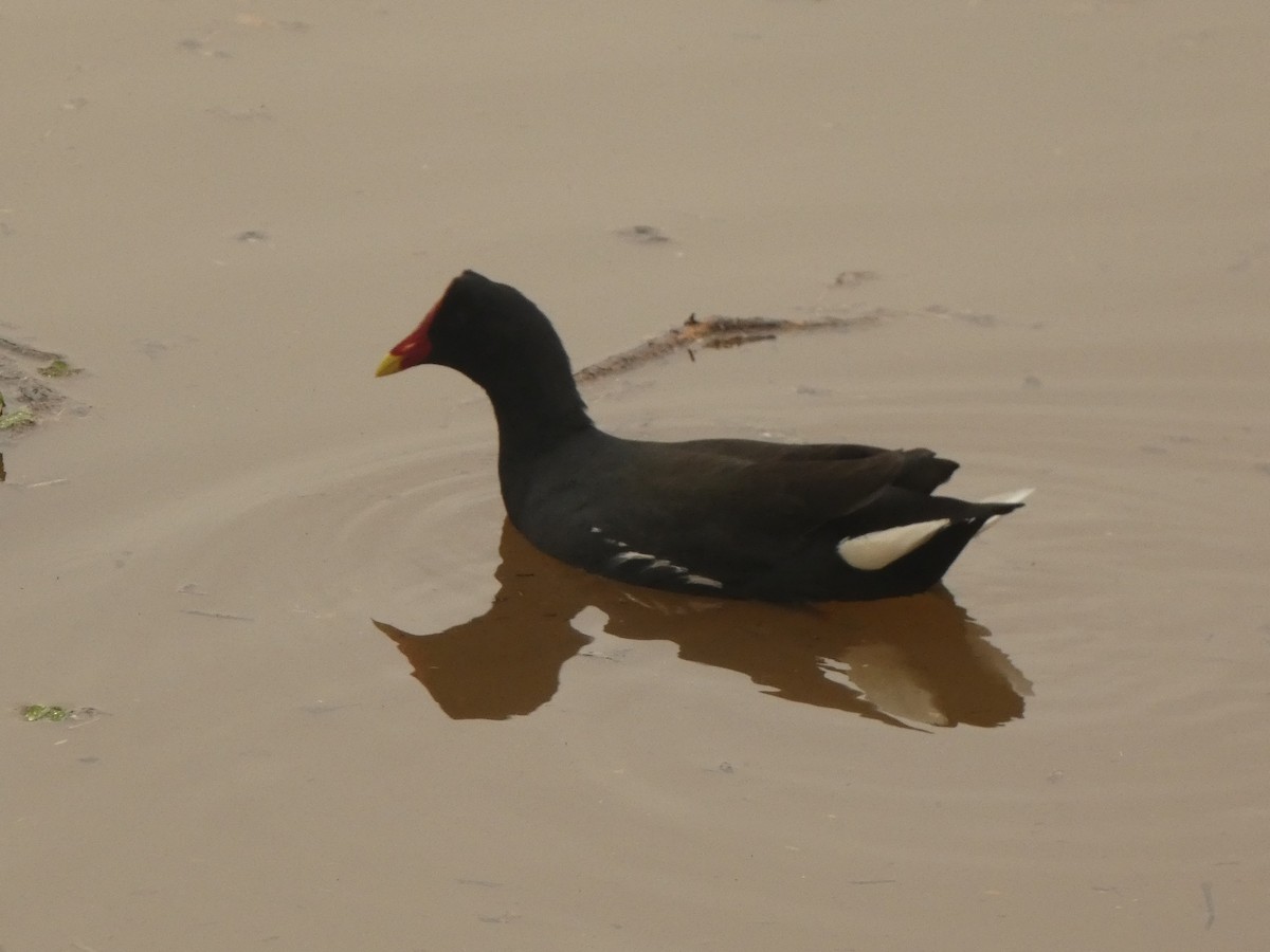 Common Gallinule - ML562112541