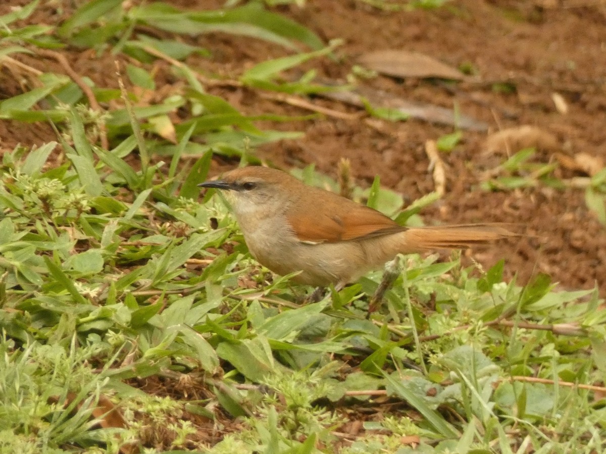 Yellow-chinned Spinetail - ML562112561