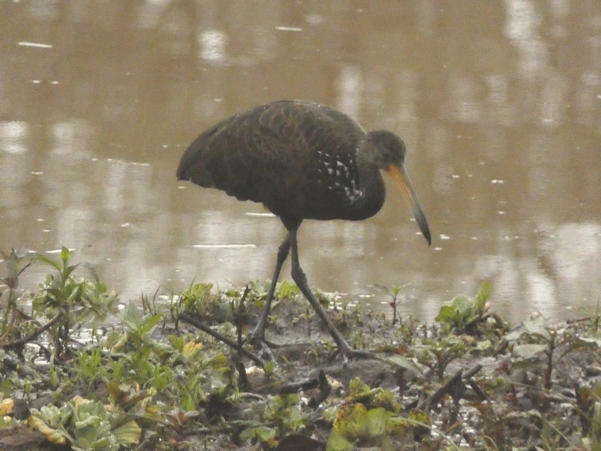 Limpkin - ML562112641