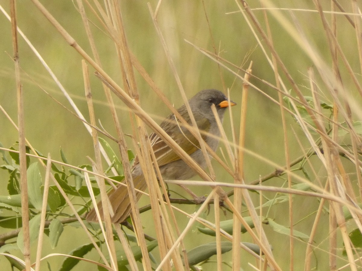 Great Pampa-Finch - ML562112881