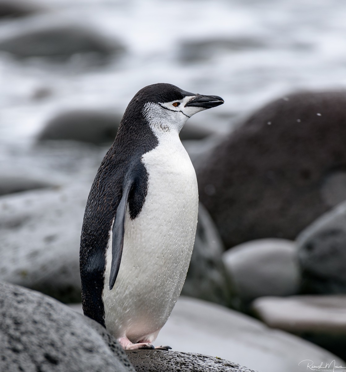 Kehlstreifpinguin - ML562113411