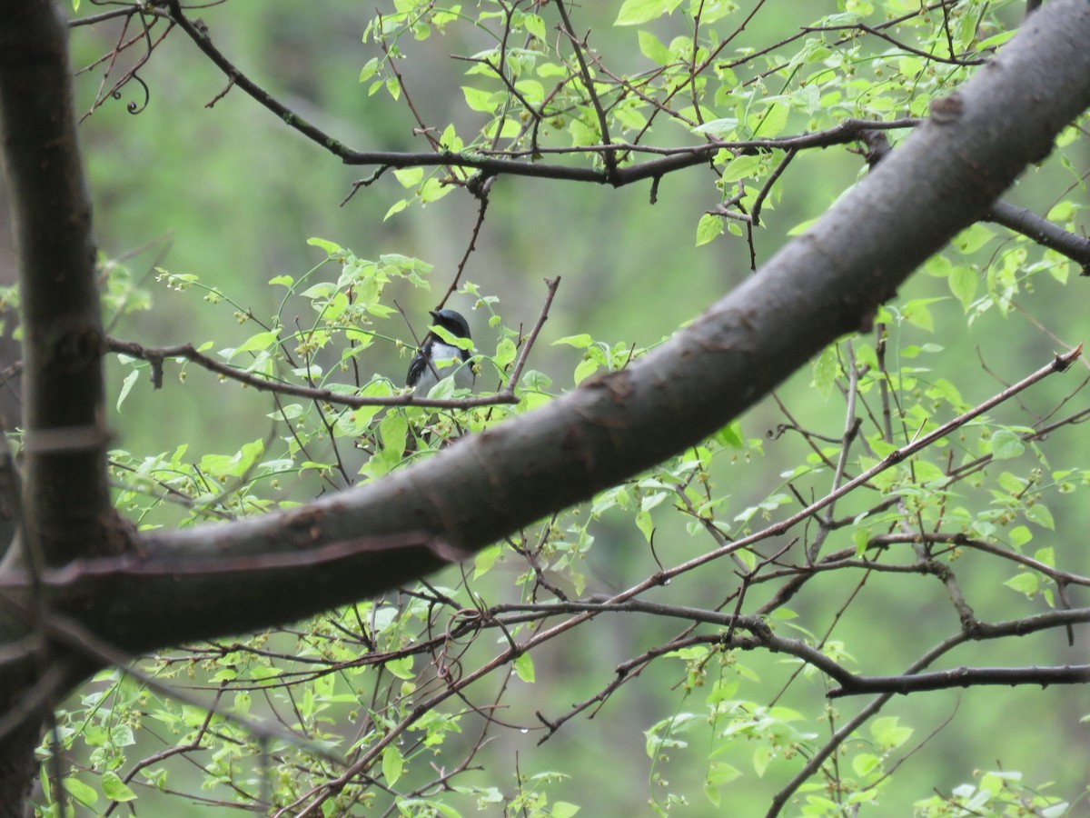 Black-throated Blue Warbler - ML56211431