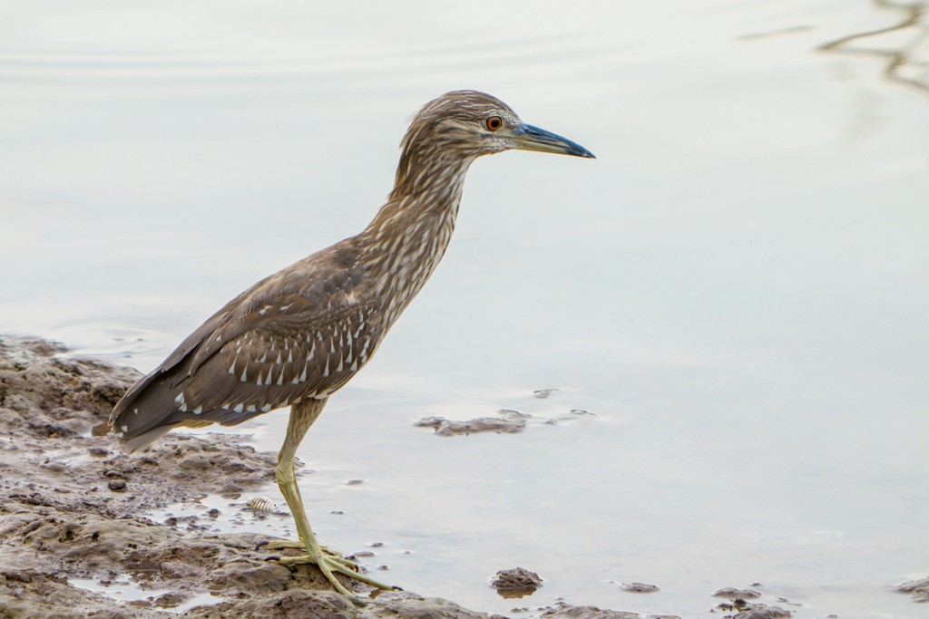 Black-crowned Night Heron - ML562114511