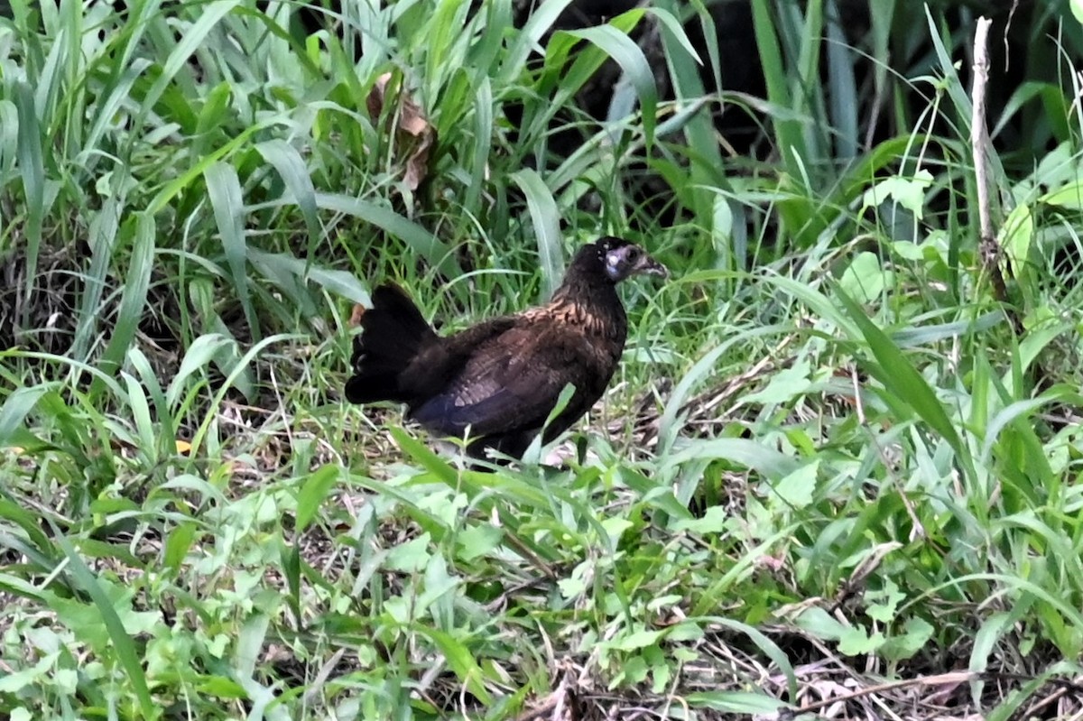 Red Junglefowl (Domestic type) - ML562114881