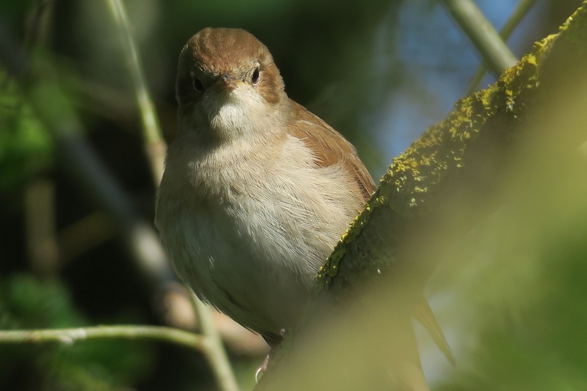 Common Nightingale - ML562115571