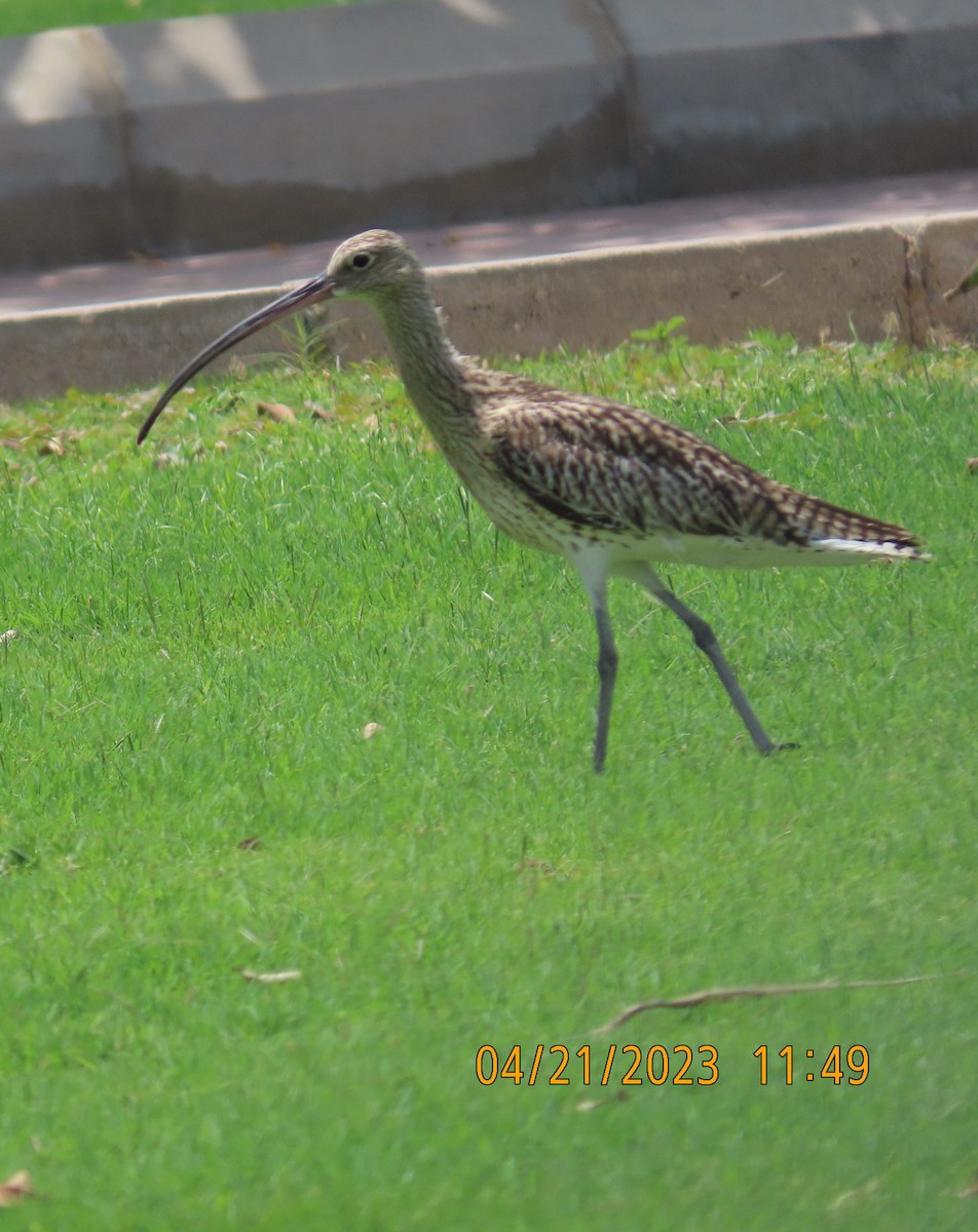 Eurasian Curlew - Ute Langner