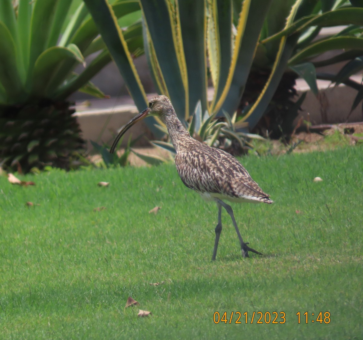 Eurasian Curlew - ML562115681