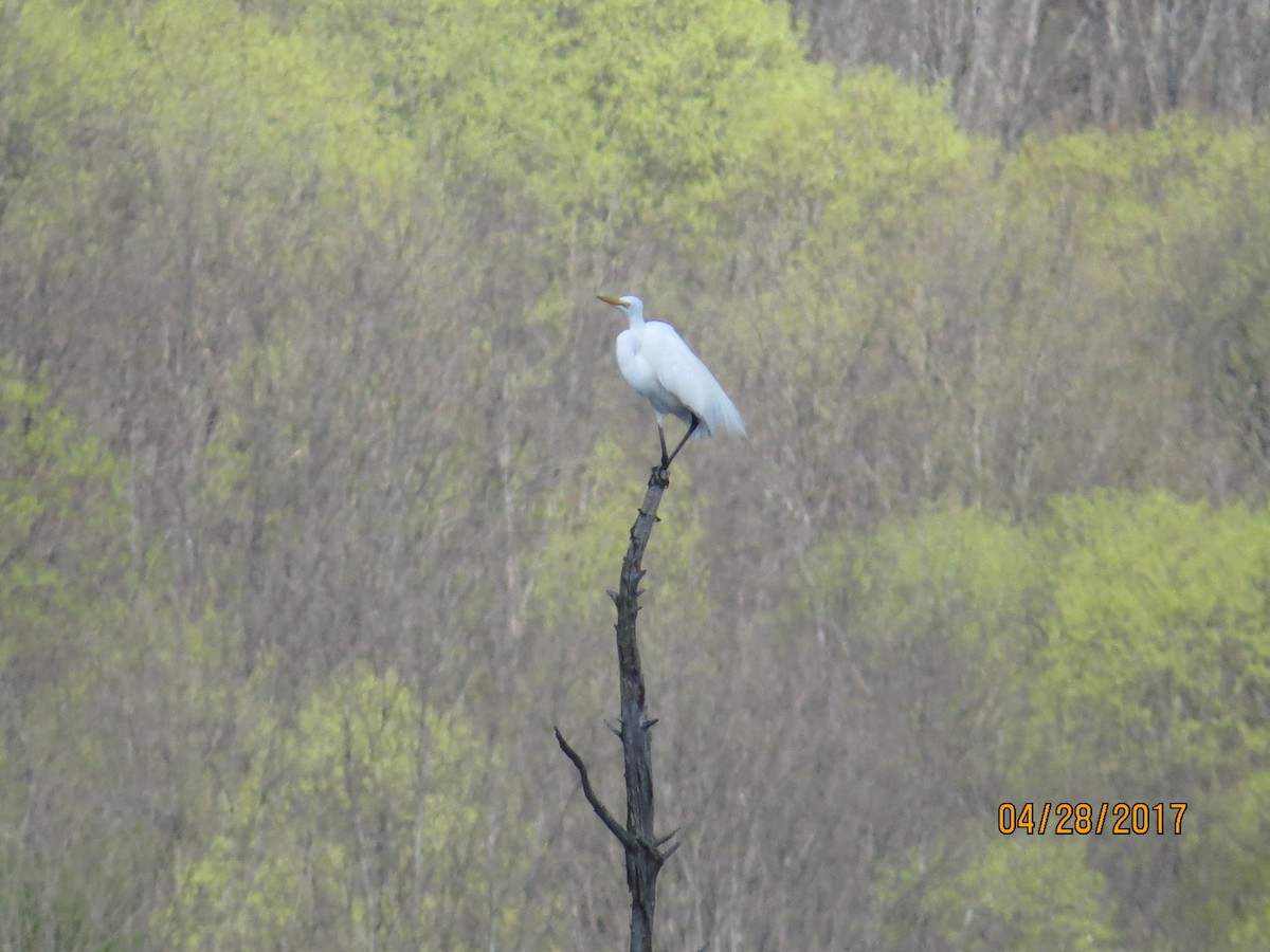 Great Egret - David Nicosia