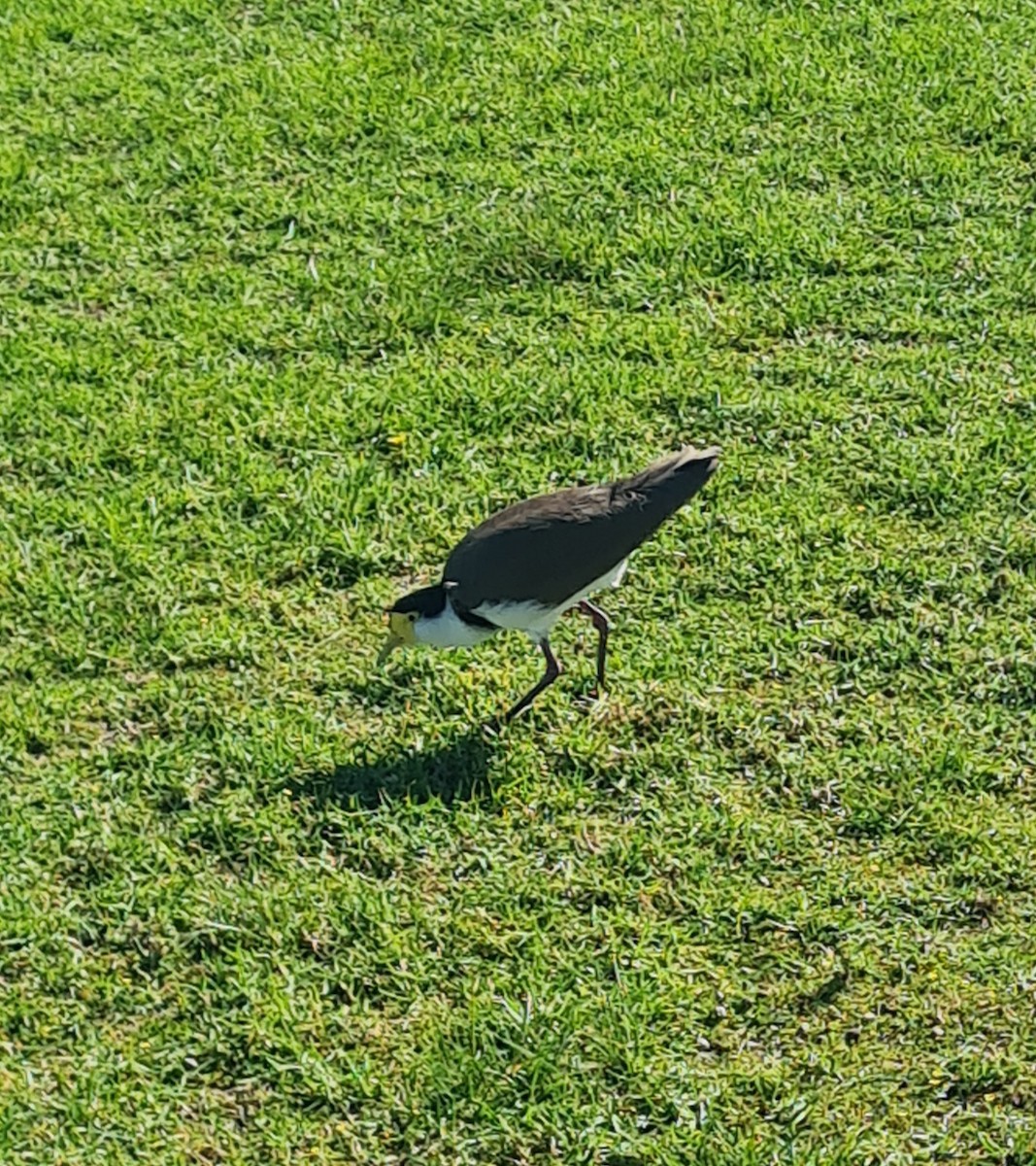 Masked Lapwing - ML562116931
