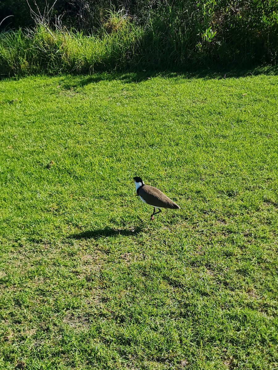 Masked Lapwing - ML562116961