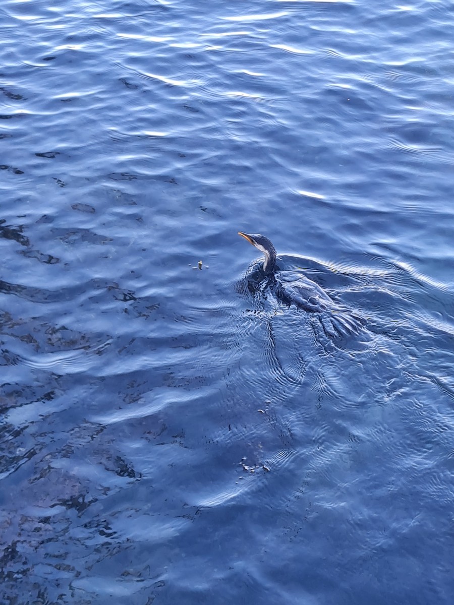 Little Pied Cormorant - ML562117061