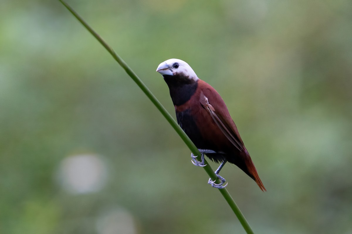 White-capped Munia - ML562117601