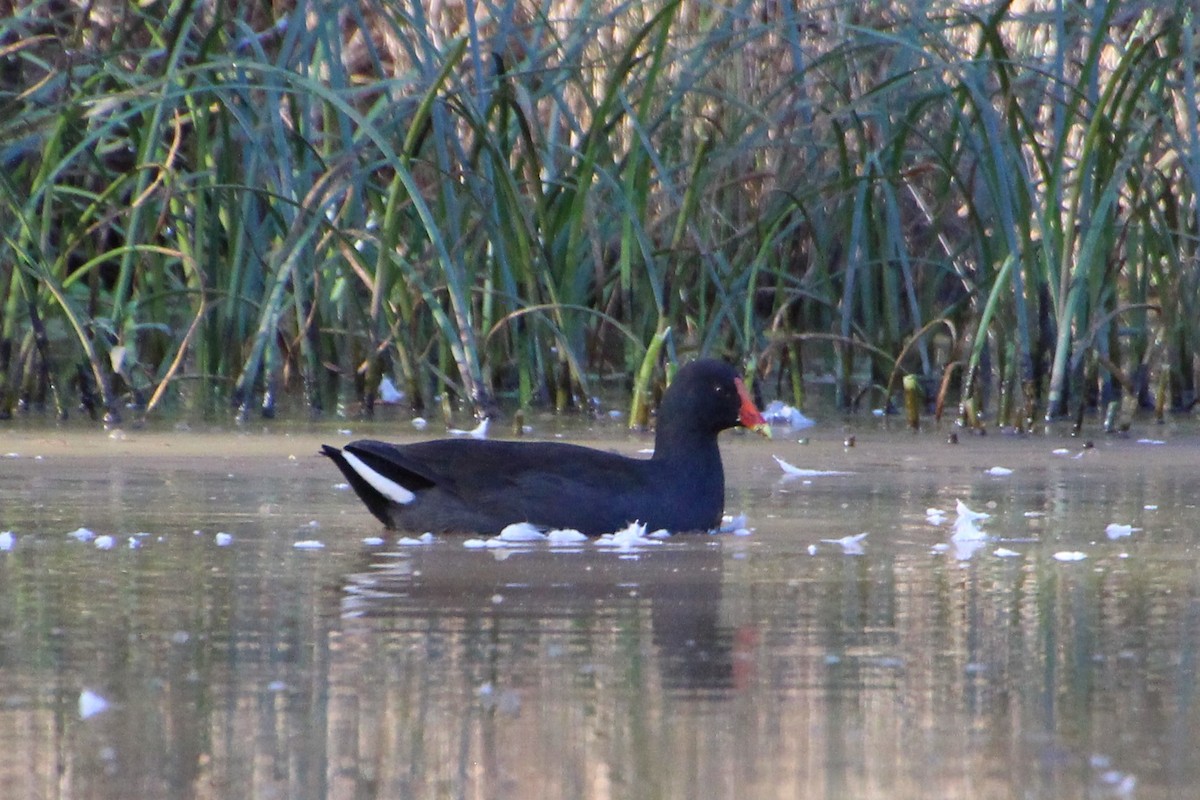 Dusky Moorhen - Michael Shearston