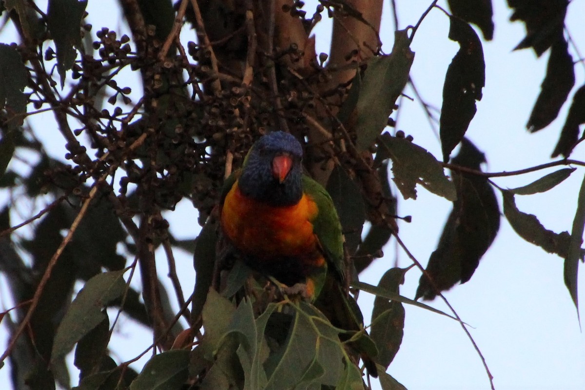 Rainbow Lorikeet - ML562119331