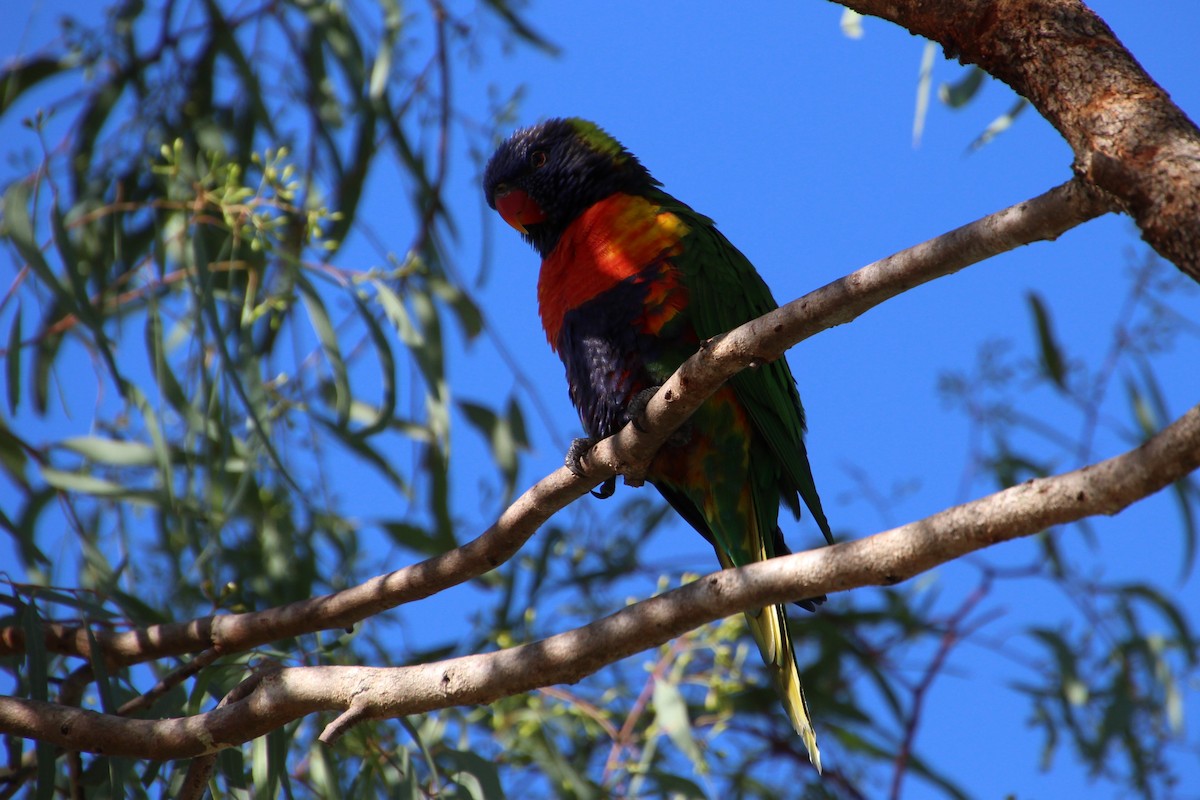 Rainbow Lorikeet - Michael Shearston