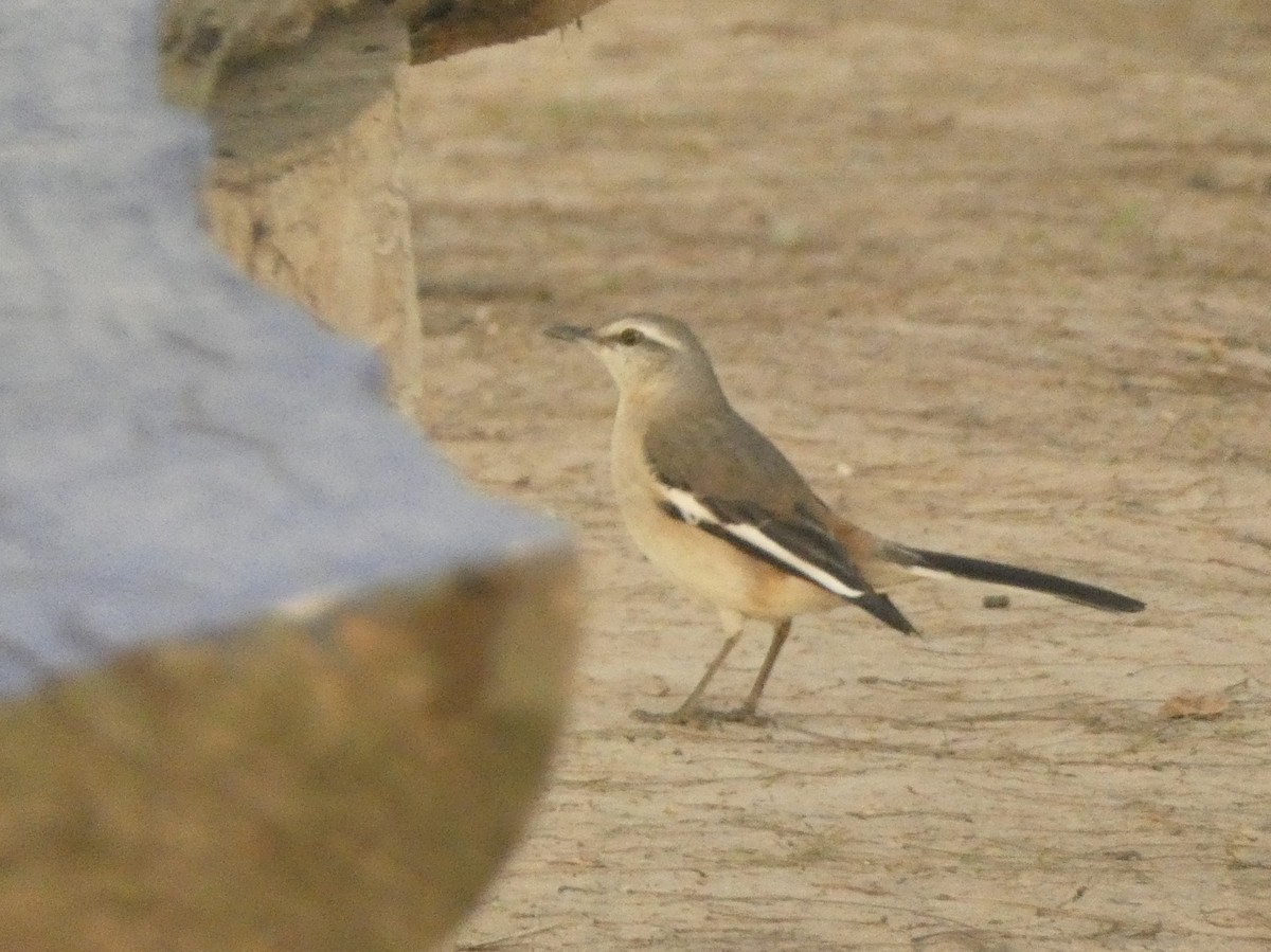 White-banded Mockingbird - ML562119411