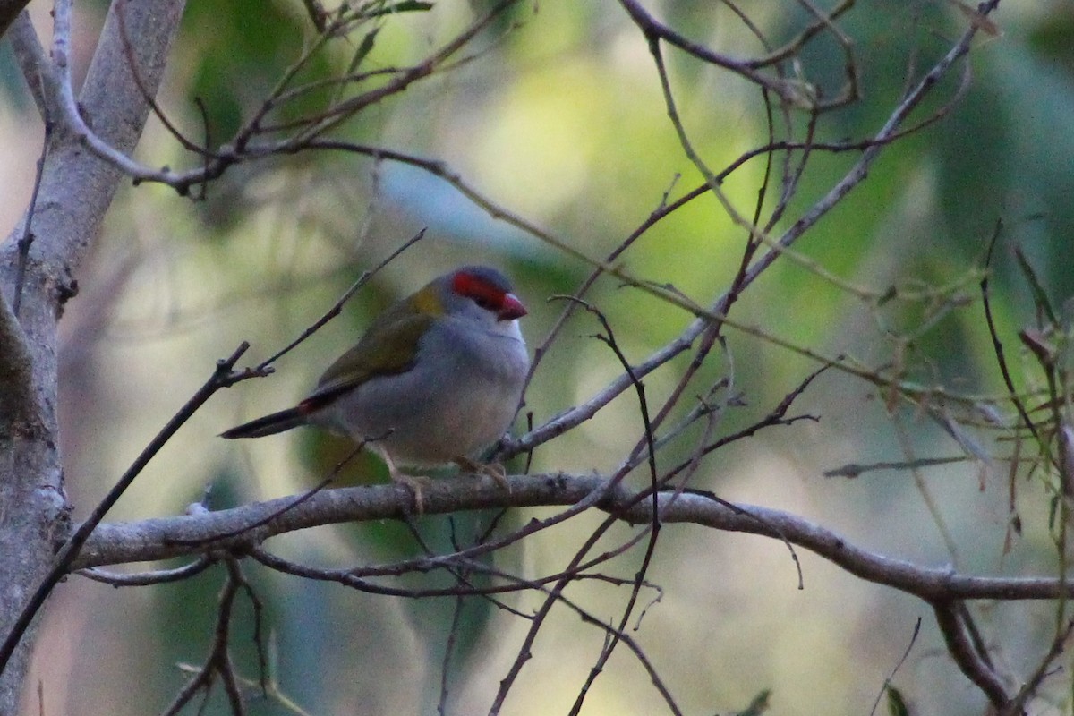 Red-browed Firetail - Michael Shearston