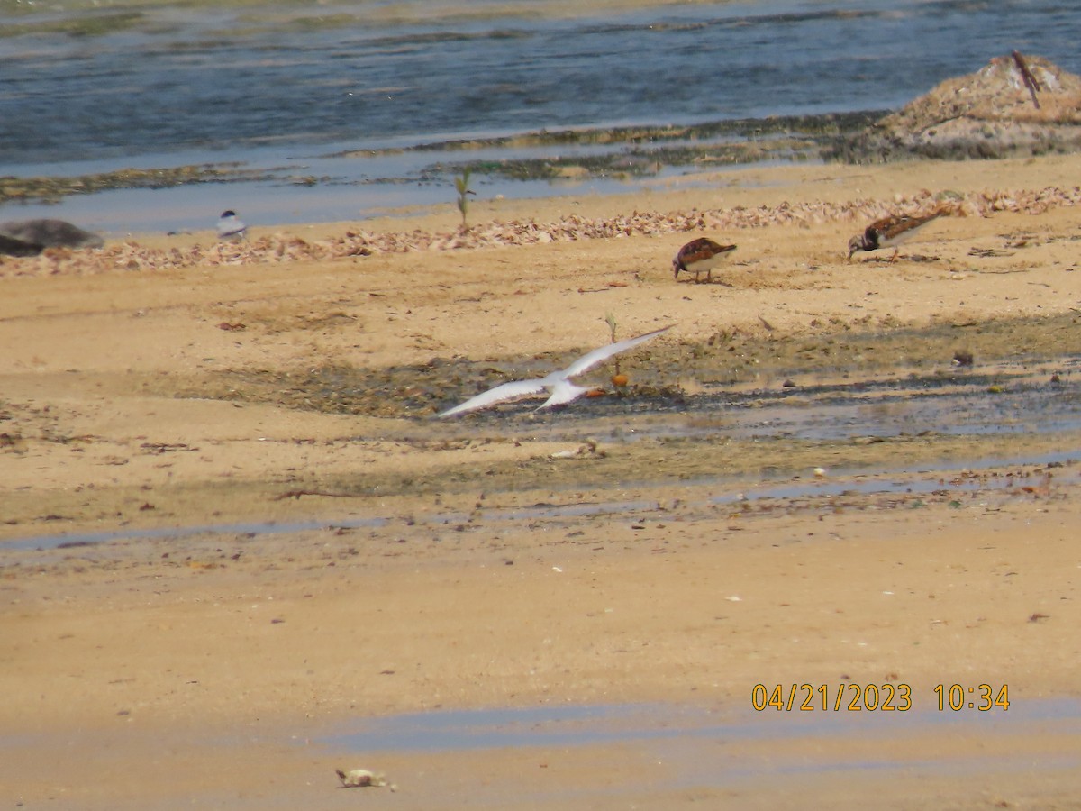 Ruddy Turnstone - ML562119701