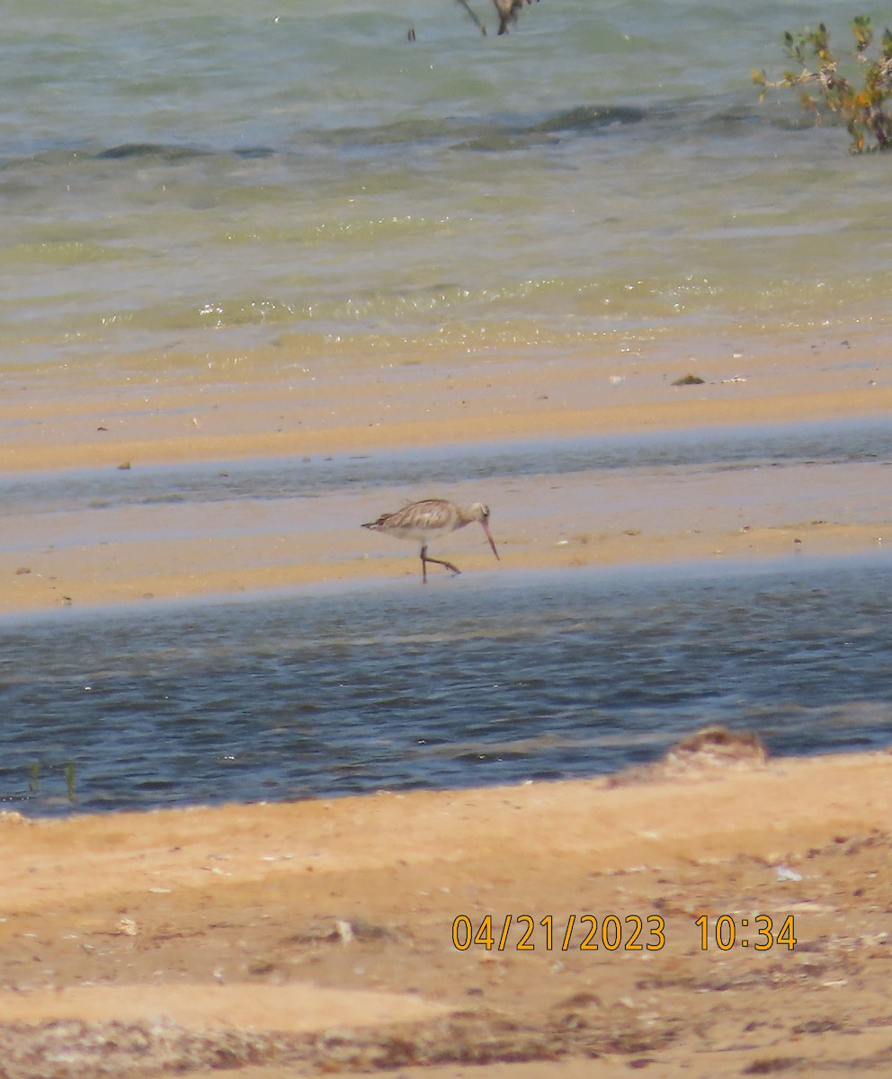 Bar-tailed Godwit - ML562119941