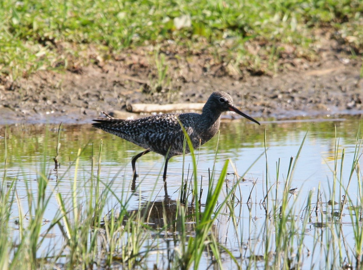 Spotted Redshank - Elan Federico Zucchetti