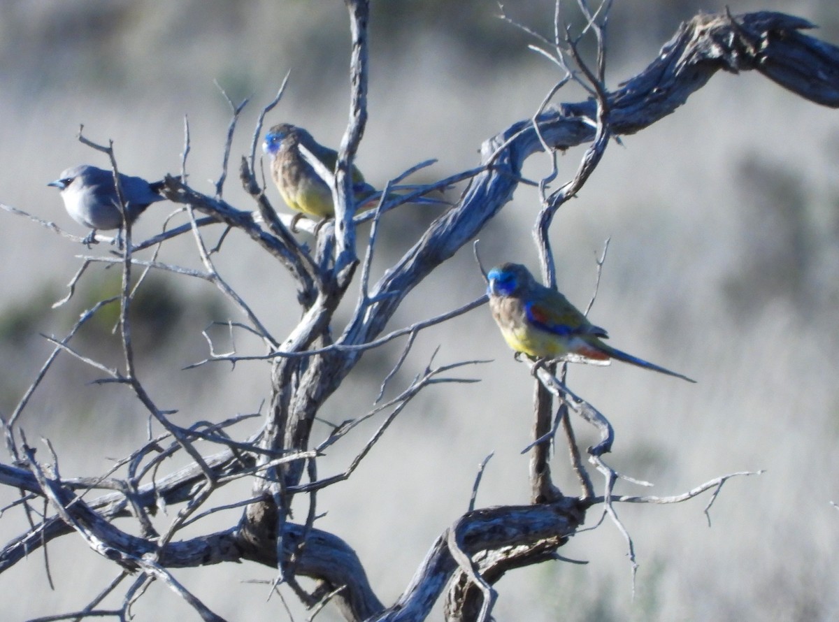 Naretha Mavi Yüzlü Papağanı - ML562121761