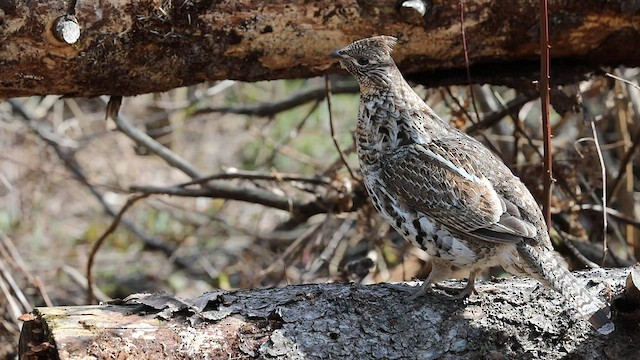 Ruffed Grouse - ML562122251