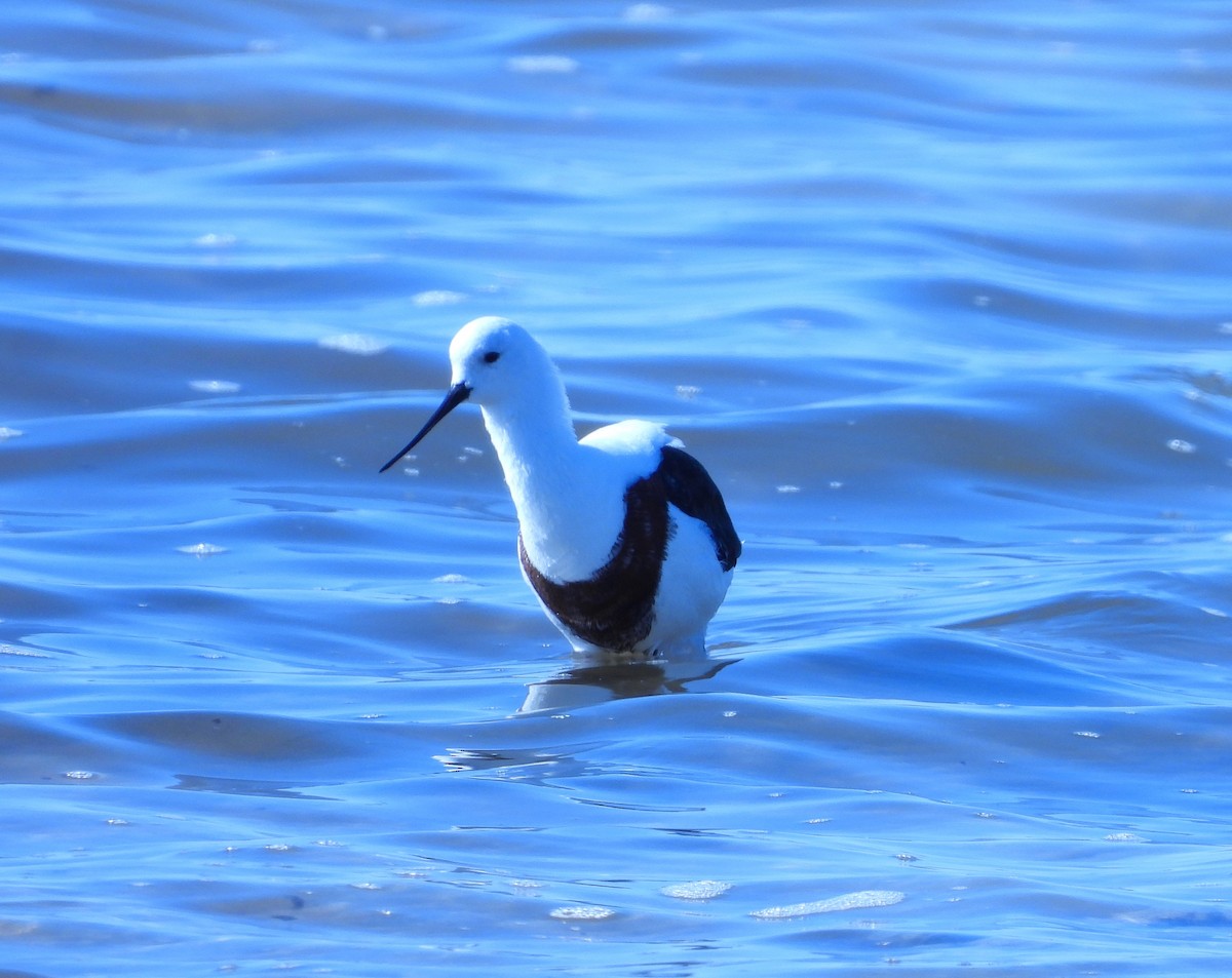 Banded Stilt - ML562122431