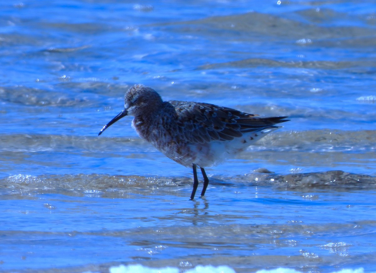 Curlew Sandpiper - ML562122451