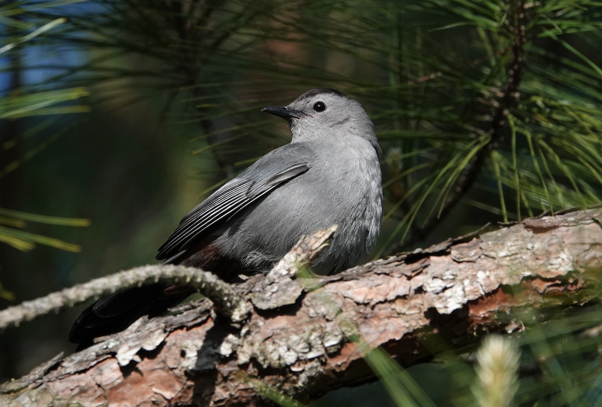 Gray Catbird - ML562123021