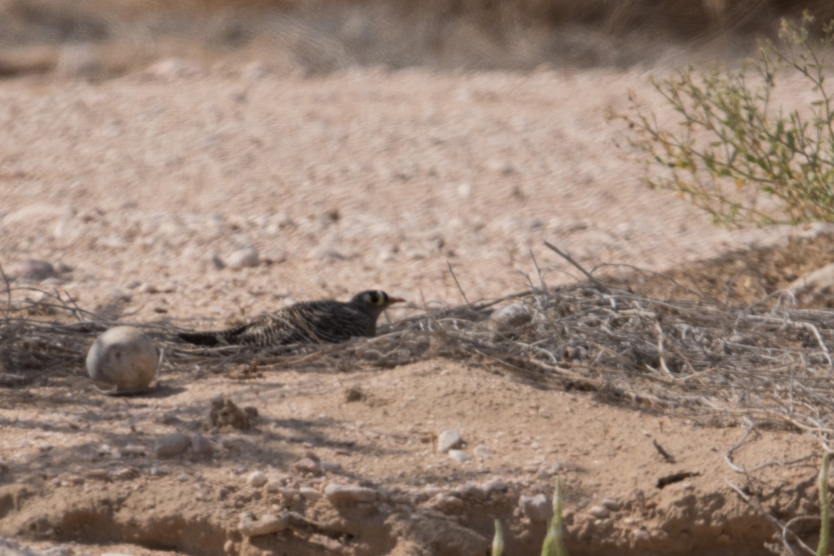 Lichtenstein's Sandgrouse - ML562123041