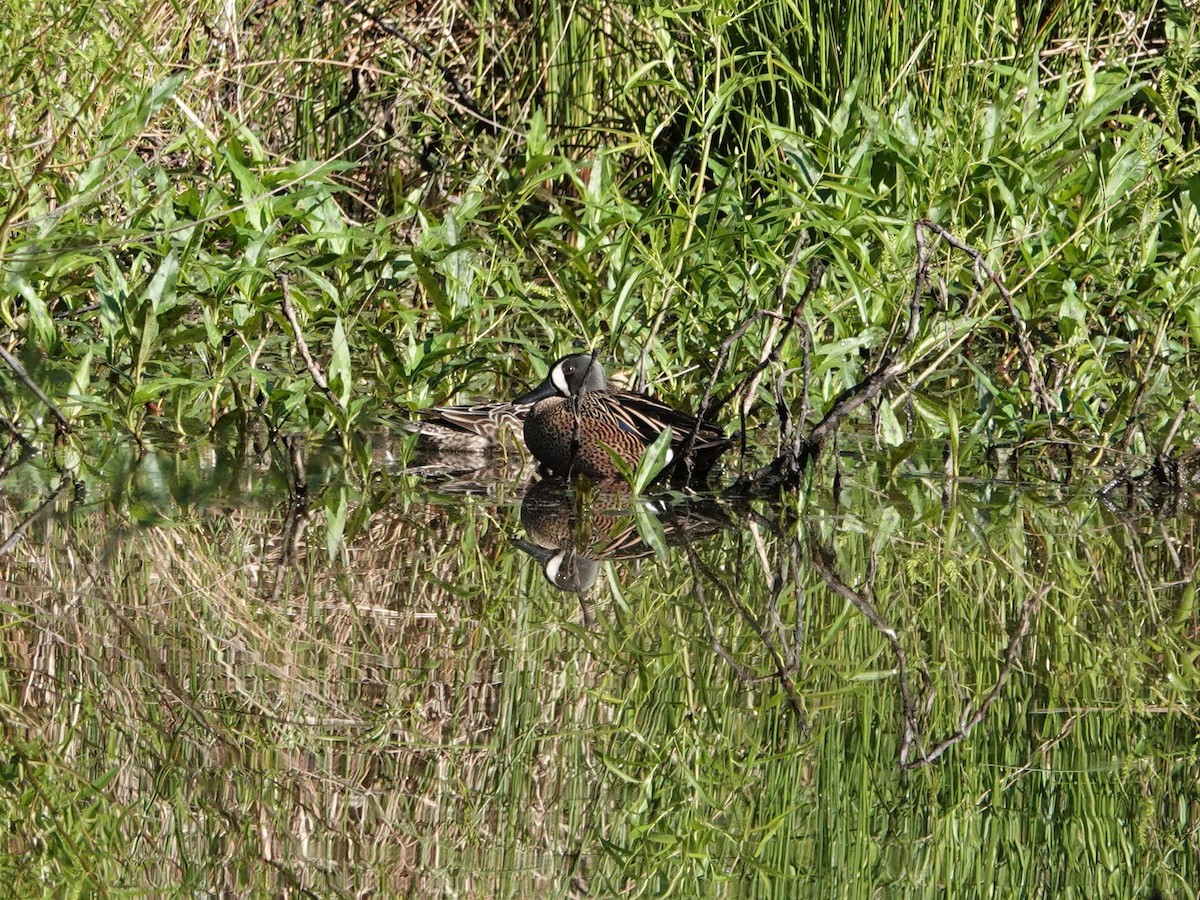 Blue-winged Teal - ML562123071