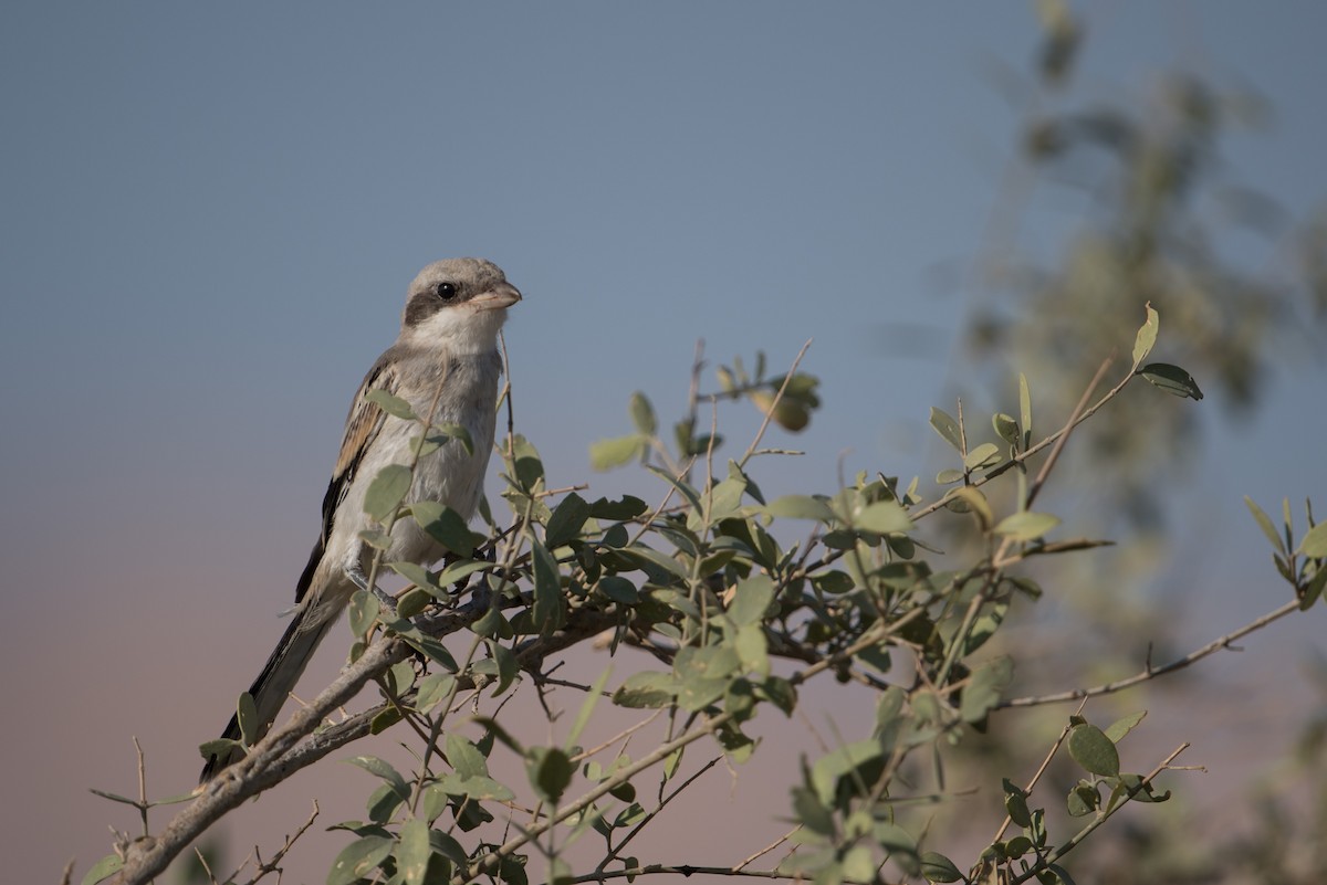 Great Gray Shrike - ML562123081