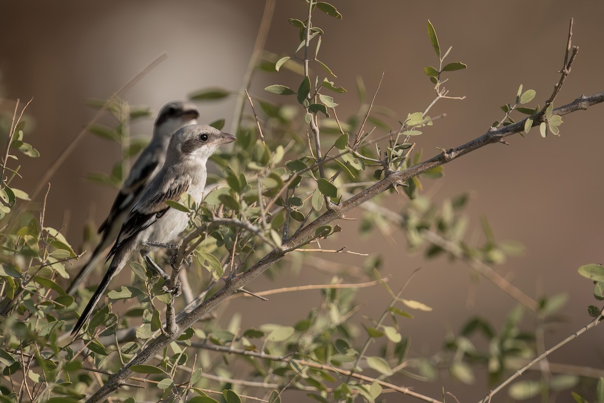 Great Gray Shrike - ML562123091