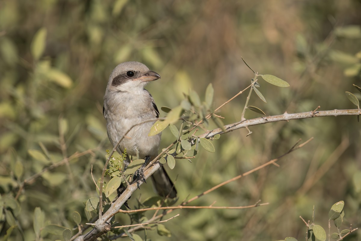 Great Gray Shrike - ML562123101