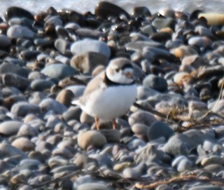 Piping Plover - ML562123361