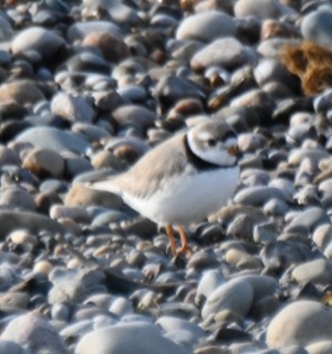 Piping Plover - ML562123391
