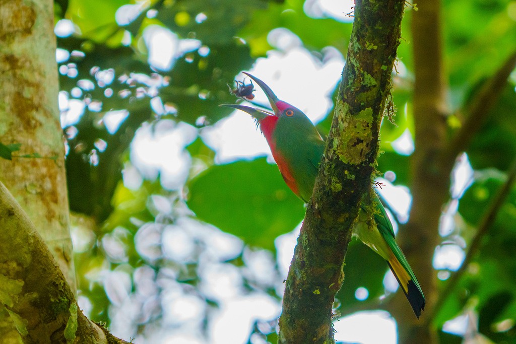 Red-bearded Bee-eater - ML562123671