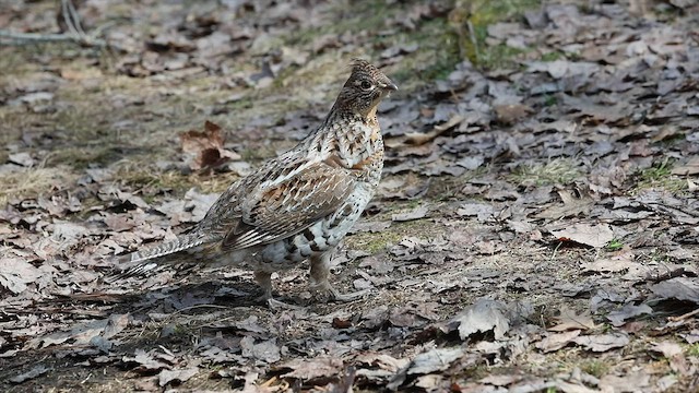 Ruffed Grouse - ML562123691