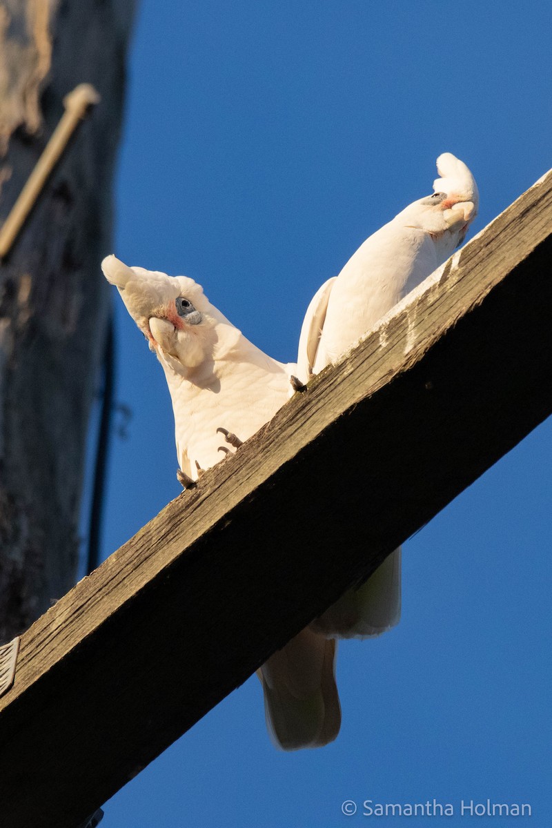 Cacatúa Sanguínea - ML562125191